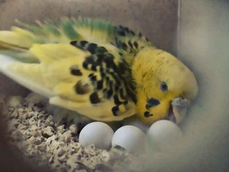 Can a bird suffer from an egg binding twice?